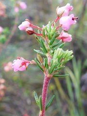 Erica lateralis