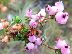 Erica lateralis