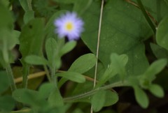 Chaetopappa bellidifolia