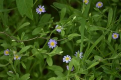 Chaetopappa bellidifolia