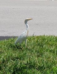 Bubulcus ibis image
