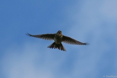 Alauda arvensis arvensis