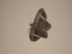 Hemeroblemma mexicana