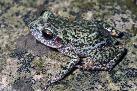 Big-eared Chirping Frog