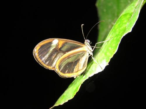 Pteronymia sao