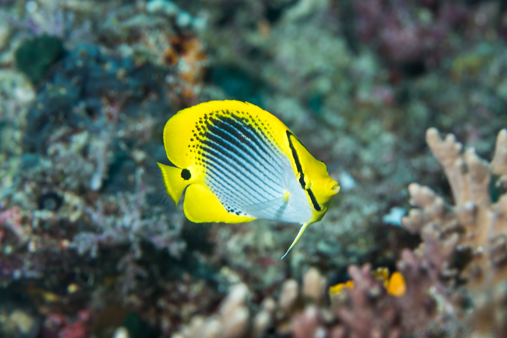 Staartvlek-koraalvlinder (Chaetodon ocellicaudus) — Chaetodontidae