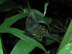 Haetera piera