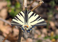 Iphiclides podalirius