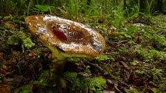 Russula pseudoareolata