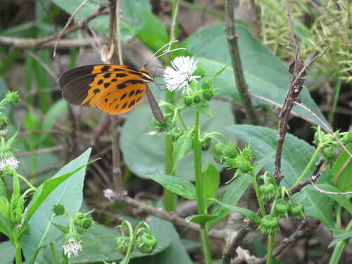 Melinaea menophilus orestes