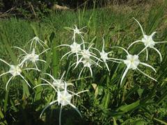 Hymenocallis duvalensis