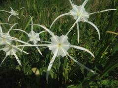 Hymenocallis duvalensis
