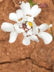 Iberis pectinata