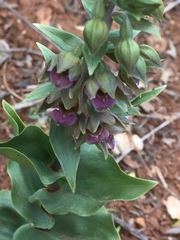 Epipactis