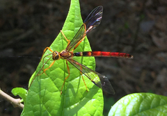 Megarhyssa greenei