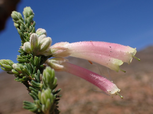 Image of Sticky Red-And-Green Heath (Erica densifolia) by (c) Ren Hoekstra, some rights reserved (CC BY)