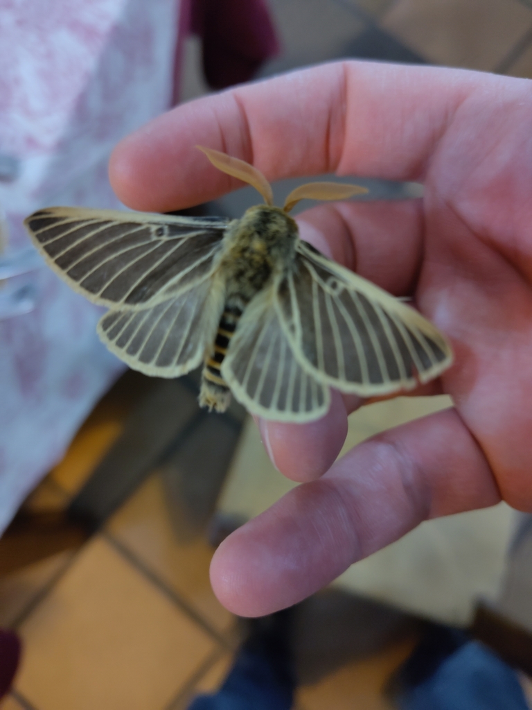 Lemonia philopalus