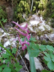 Corydalis caucasica