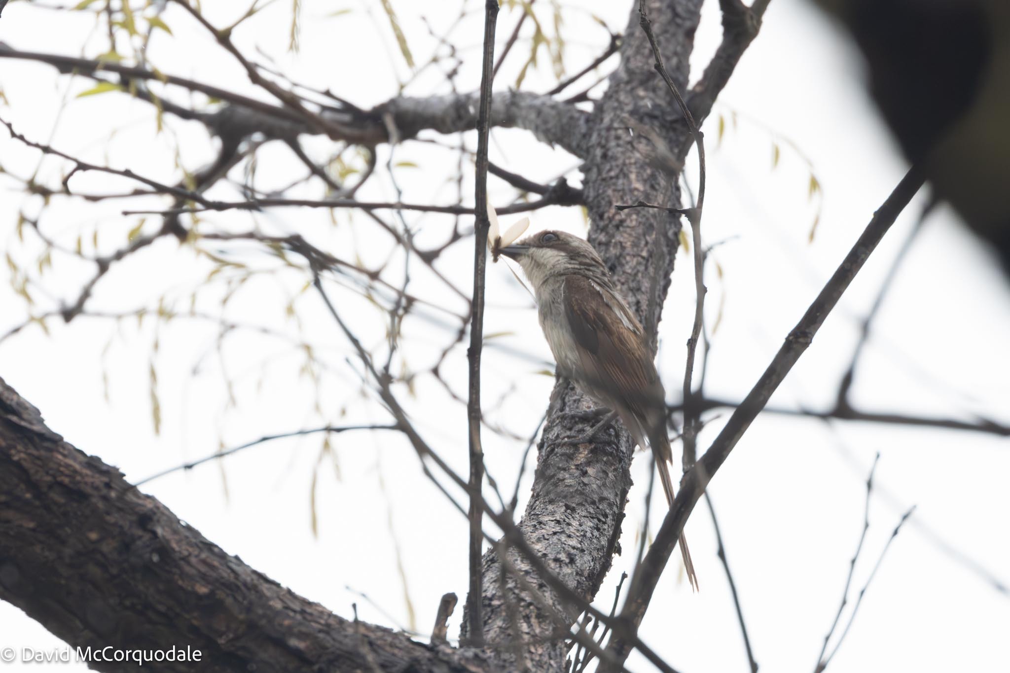 Souza's Shrike