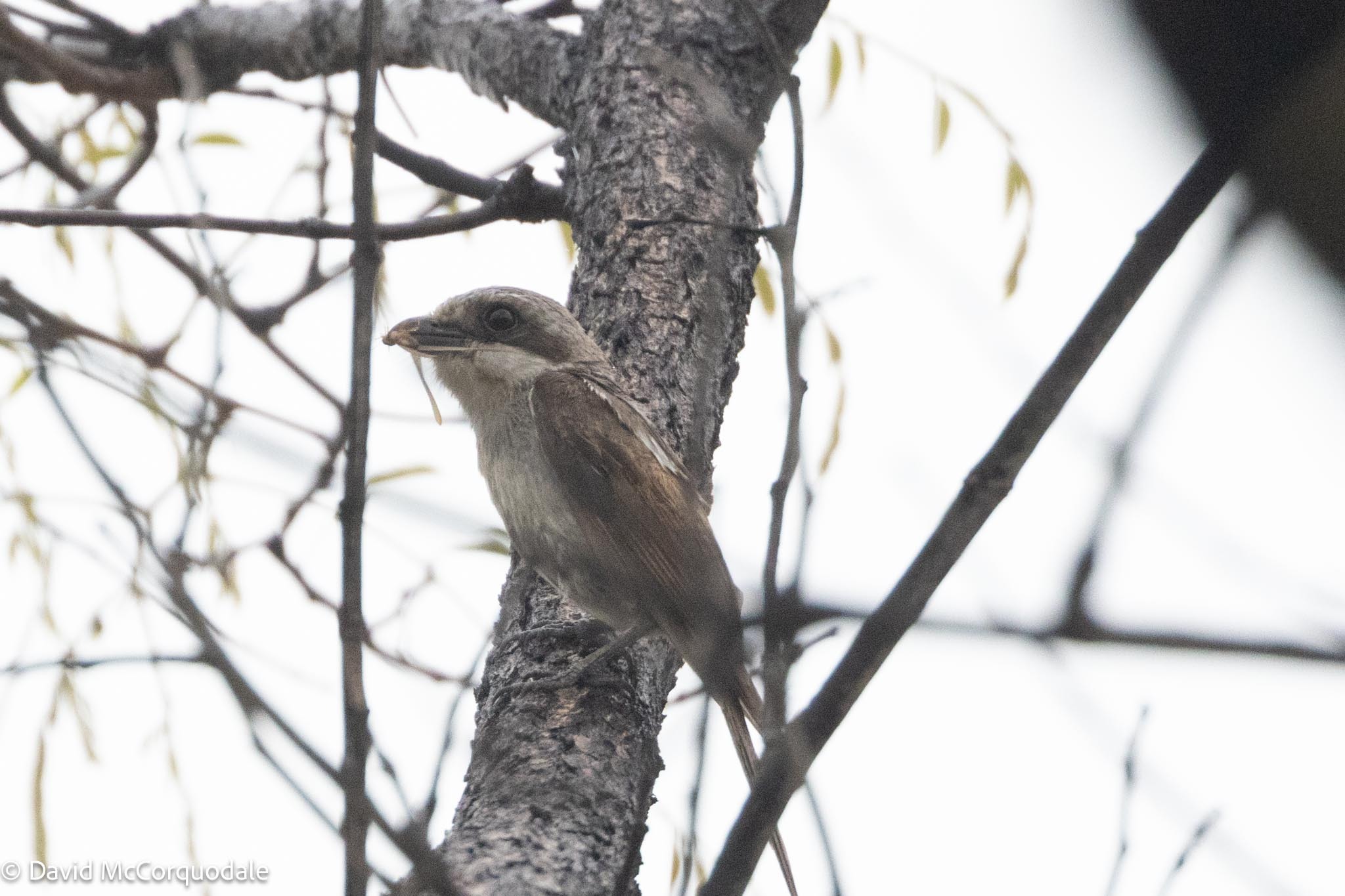 Souza's Shrike