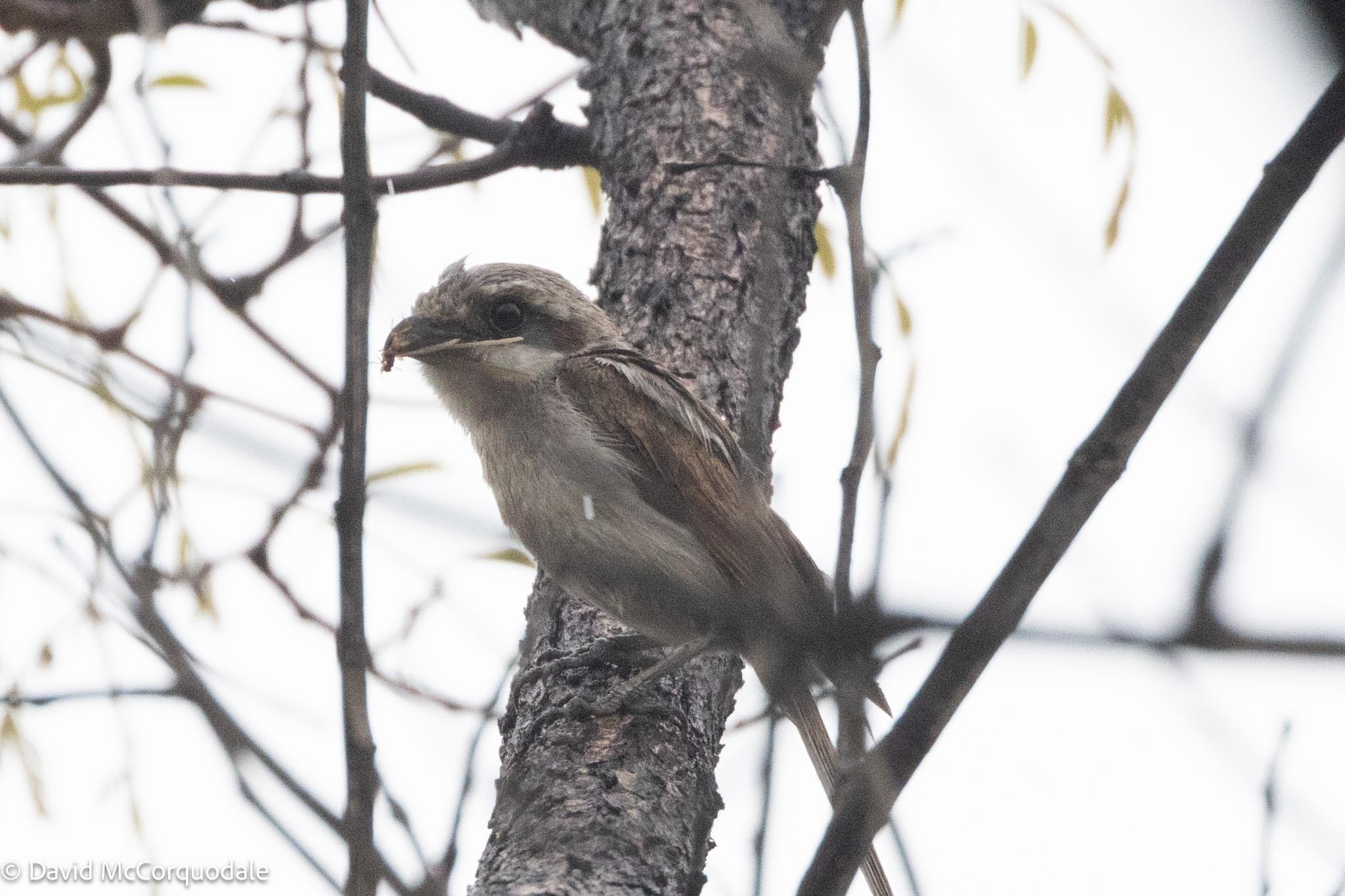 Souza's Shrike