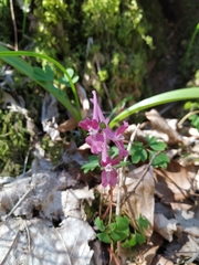 Corydalis caucasica