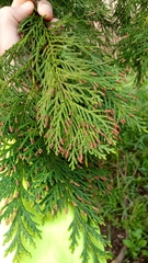 Chamaecyparis lawsoniana