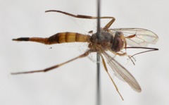 Stylogaster biannulata