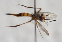 Stylogaster biannulata
