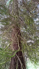 Chamaecyparis lawsoniana