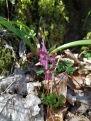 Corydalis caucasica