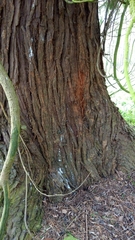 Chamaecyparis lawsoniana