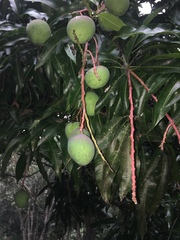 Mangifera indica