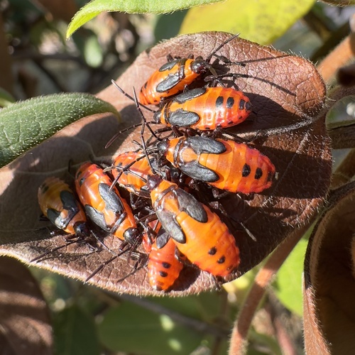 Large Milkweed Bug photographed in Kentucky