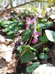 Corydalis caucasica