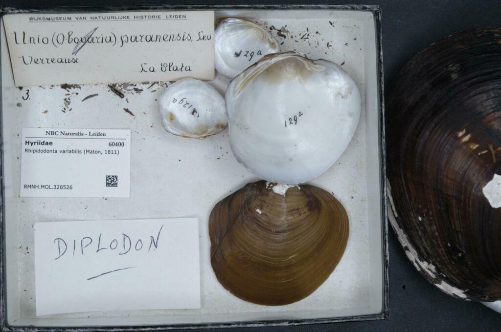 Rhipidodonta variabilis