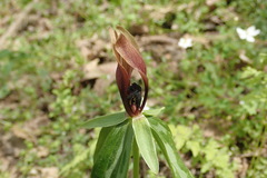 Trillium lancifolium