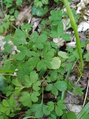 Corydalis caucasica