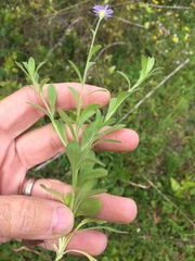 Chaetopappa bellidifolia