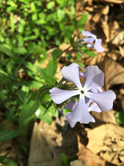 Phlox divaricata
