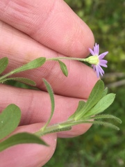 Chaetopappa bellidifolia