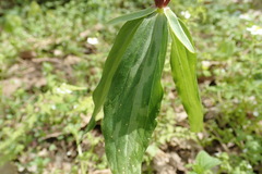 Trillium lancifolium