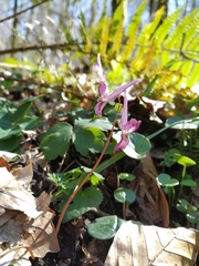 Corydalis caucasica