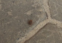 Palomena