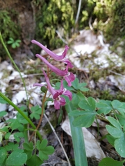 Corydalis caucasica