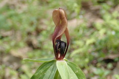 Trillium lancifolium