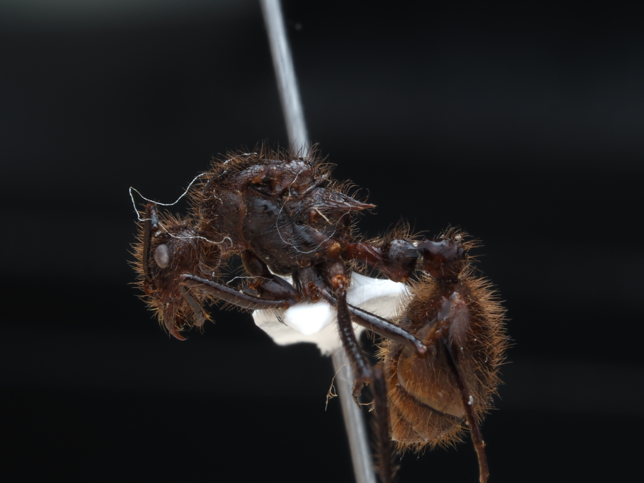 Myrmicaria exigua