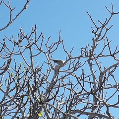 Streptopelia decaocto