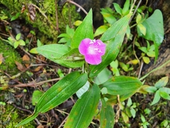 Tradescantia poelliae image