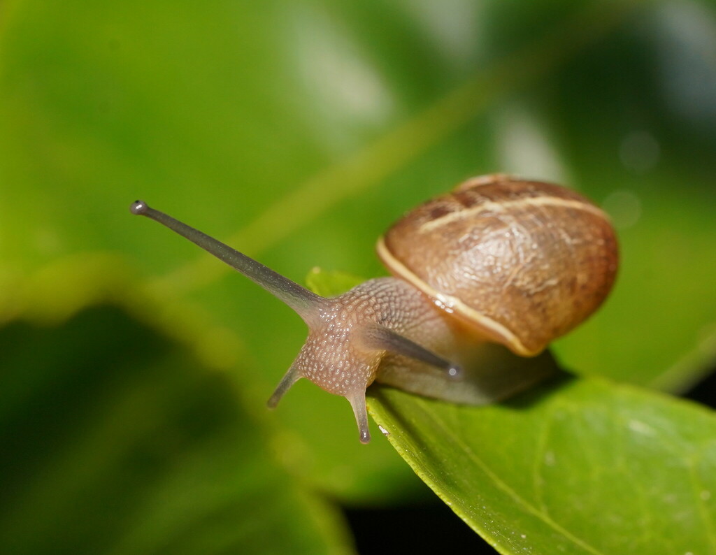 Garden Snail from Monbulk VIC 3793, Australia on November 13, 2023 at ...